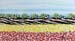 Campo con  fiori gialli e rossi - Acrilico 25x15